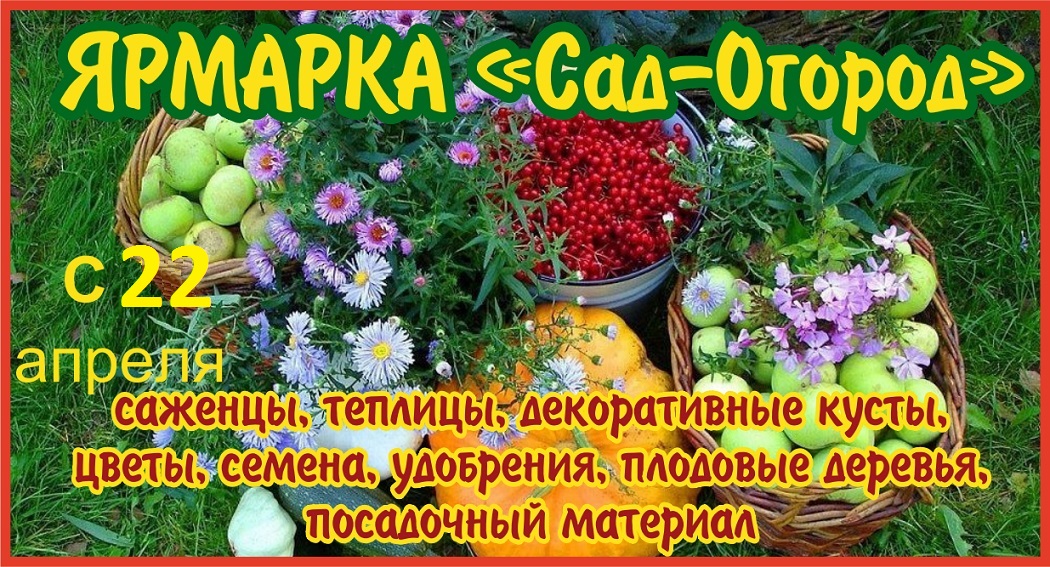 Русский огород саженцы. Уральский огород саженцы. Ярмарка продажа рассада саженцы. Ярмарка распродажа в ДОУ рассады. Казань ярмарки сады и дачи в июне 2021.